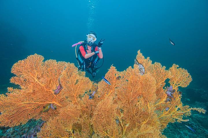 A diver beside an orange sea fan