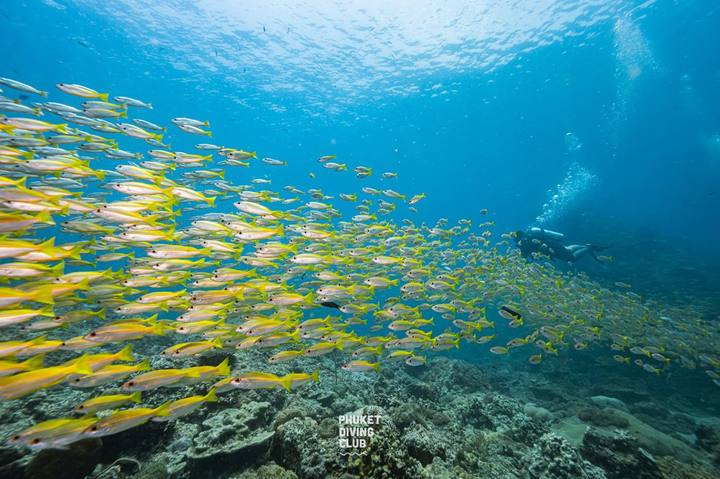 A school of yellow fish over a reef